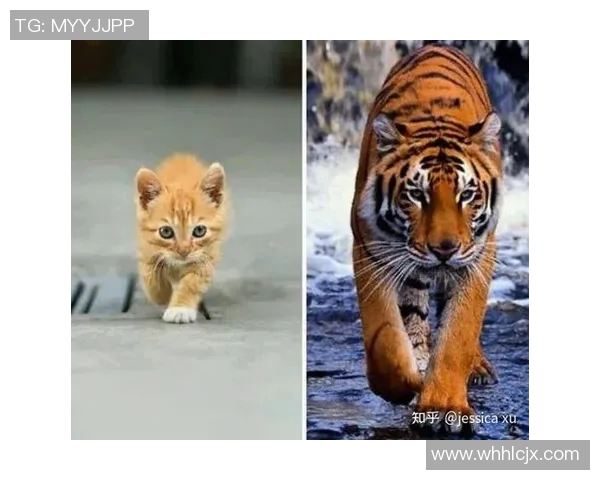 兵工厂与老虎分析的深度对比与启示探讨